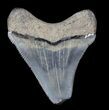 Serrated Juvenile Megalodon Tooth - Maryland #36742-1